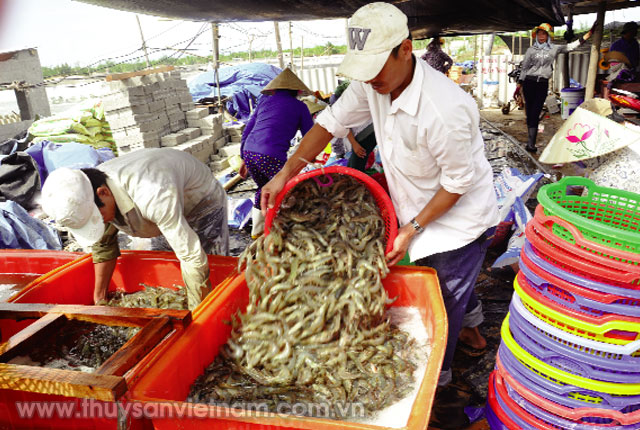Thu hoạch tôm nuôi ở Quảng Bình   Ảnh: Hồng Thắm